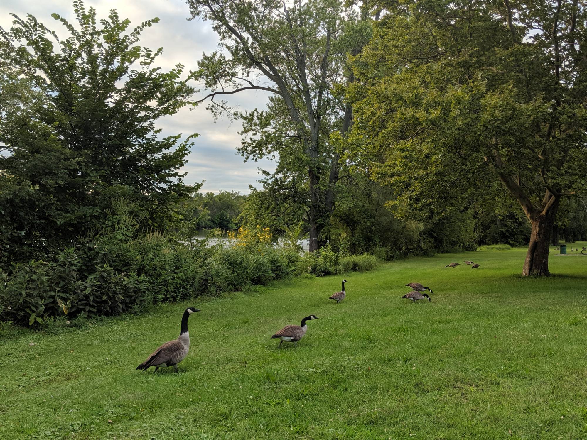 Geese on lawn